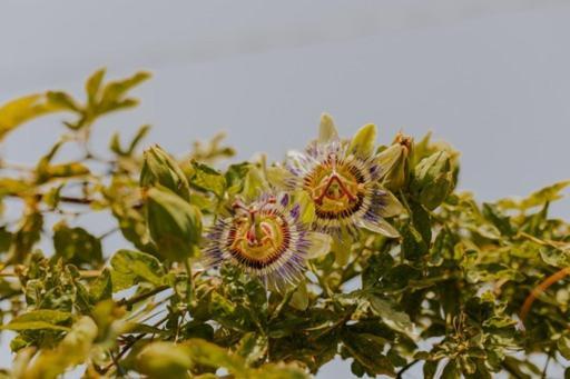 São Vicente The Passion Fruit House 빌라 외부 사진